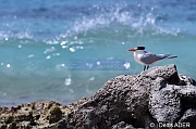 Thalasseus maximus Sterna maxima Sterne royale Royal Tern DSC_8034_00138_tn